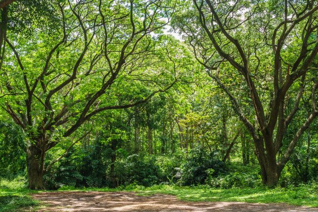 FOREST