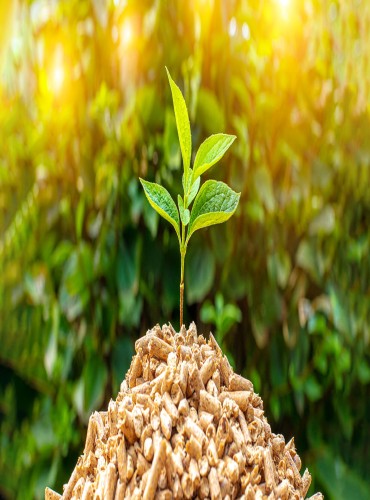 Bio Fuel & Bio Mass