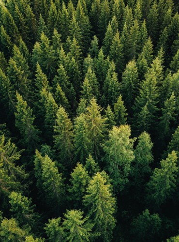 Forest Management